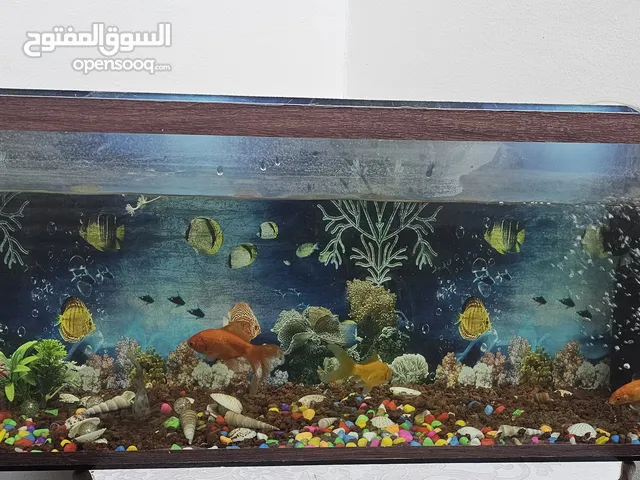 حوض سمك زينة