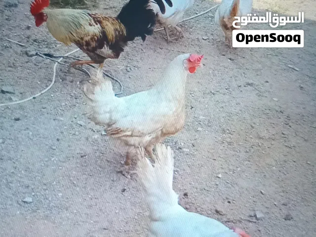 عطيني سعر طيب  وتعال خوذهم