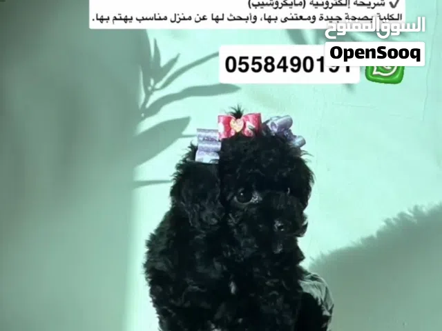 بودل انثى عمرها شهرين لون الاسود