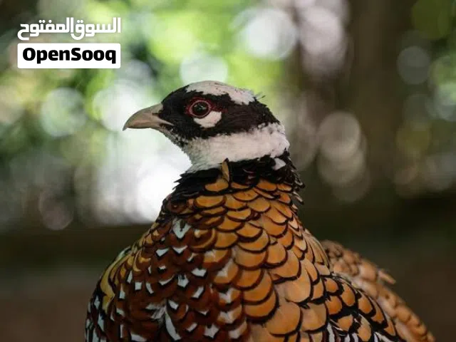 متوفر فراخ فزنت تايقر (جلد النمر)