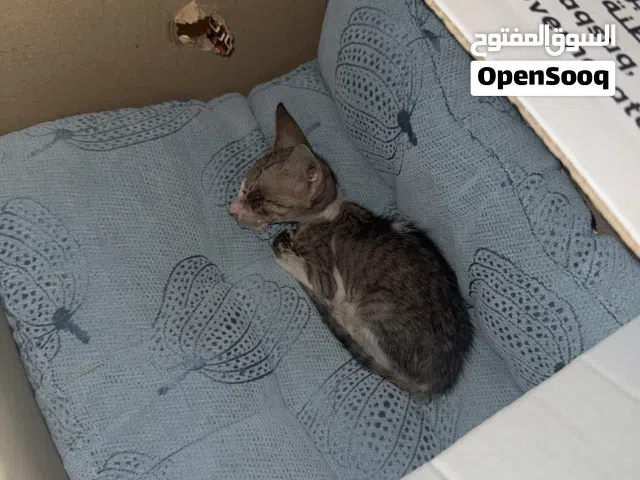 قطة صغيرة وحيدة تبحث عن أم أو قلب رحيم