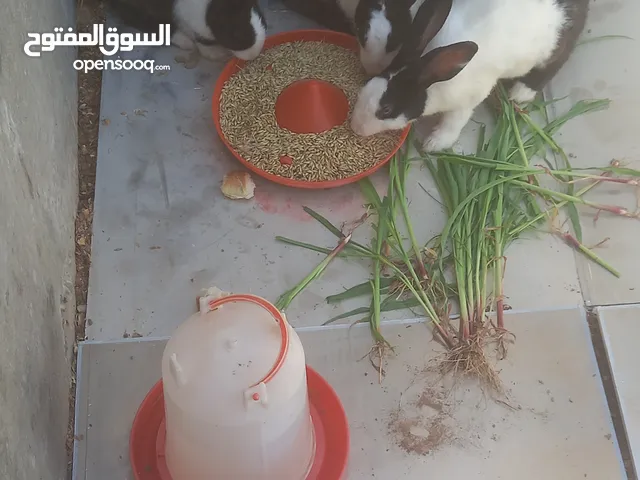 ارنب للبيع
