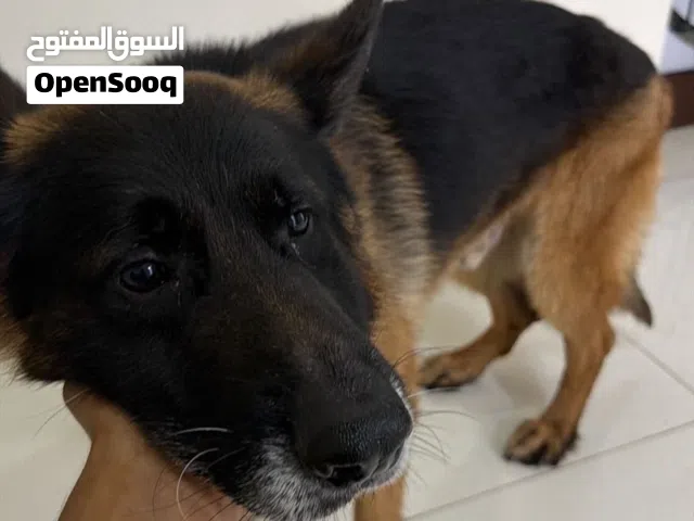 كلب متدرب للبيع
