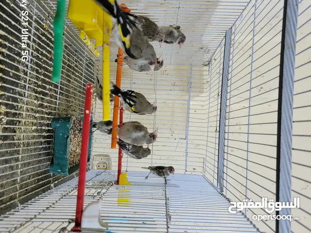 فراخ حسون بلديات بسعر مناسب