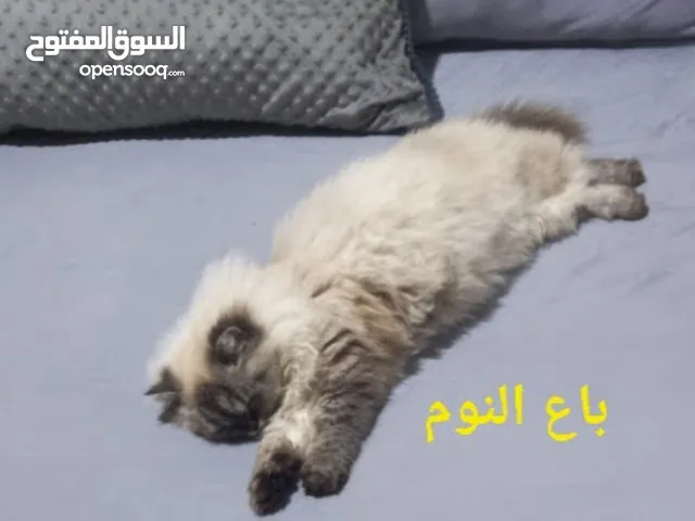 هملايا للبيع قيم وخذ نثيه نضيفه