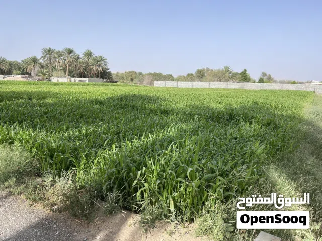 طعام علف ممتاز