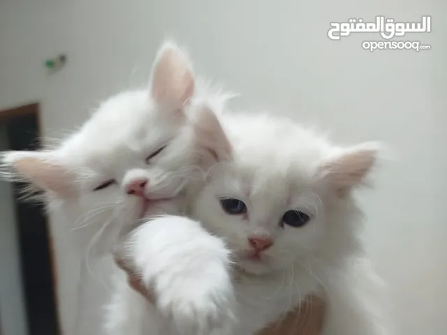 قطط للبيع موجودين في عناتا ضوحي القدس