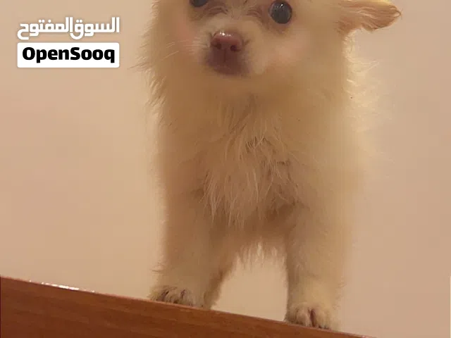 كلبه جرو كيوت ولعوبه للبيع