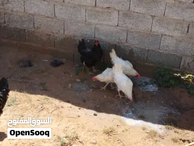 دجاج للبيع عدد2فروج و3دجاجات و10كتكوت