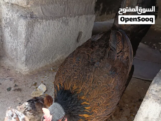 دجاجه عربيه ورها افراخ برانكز فضي المصري الصلي بلذمه