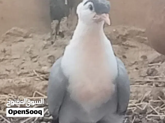 ثلاث الجواز افراخ شخاشله