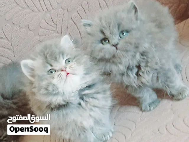 kittens British long hair 47days