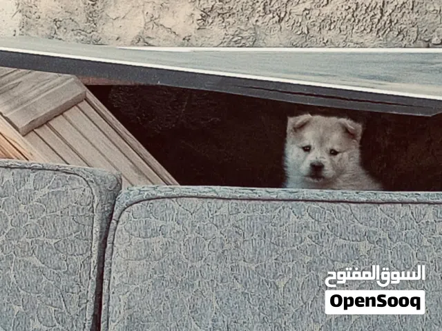 كلبه اكيتا اينو للبيع