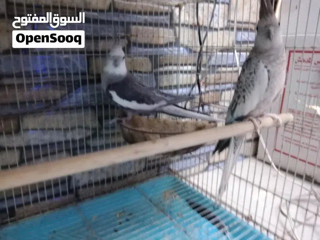 للبيع ببغاء زوج كوكتيل جاهز للإنتاج