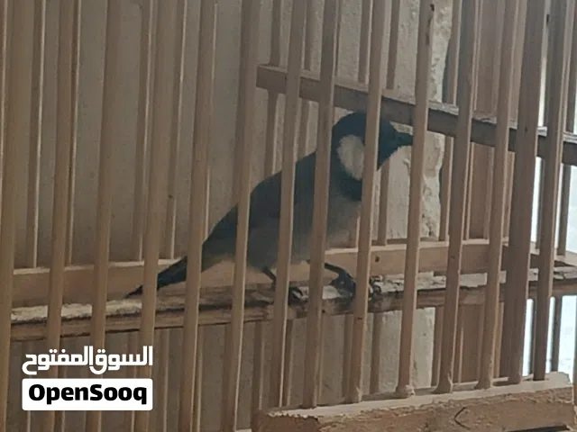 سلام عليكم شباب بلبل وحشي للبيع