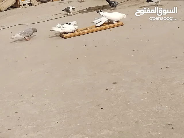 اشتي حمام فراخ باكستاني وزواجل الي معه في صنعاء يتواصل معي
