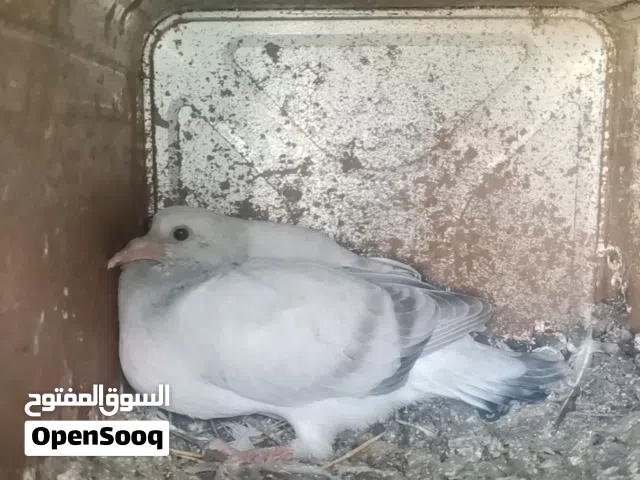زغاليل بلدي للبيع
