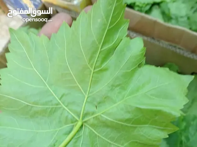 ورق عنب دوالي بلدي وامريكي