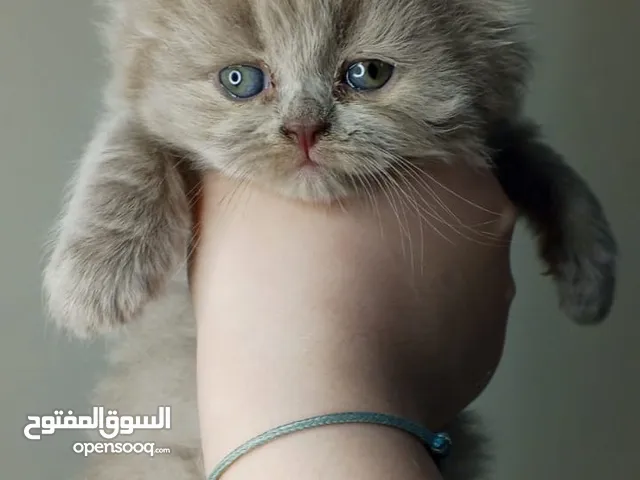 قطه كيتن للبيع التفاصيل كلها في الوصف