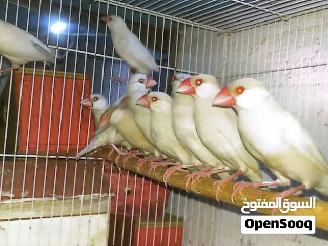 طائر الجاوا النادر