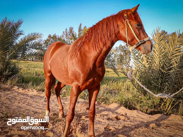 حصان للبيع دمه 92% ابن فخر الحرارت