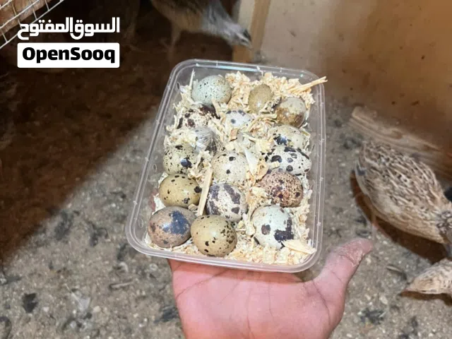 طيور السمان الغني عن التعريف فيه فوائد واحجام ماشاءالله نضام الطيبات بيضات مضمون حاجه ضخمه