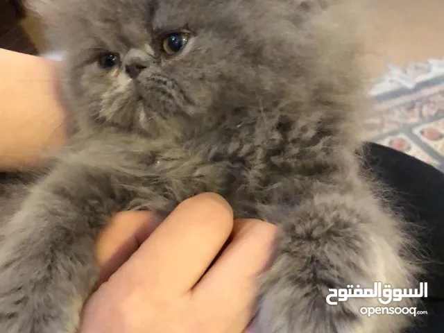 شانشيلا / chinchilla