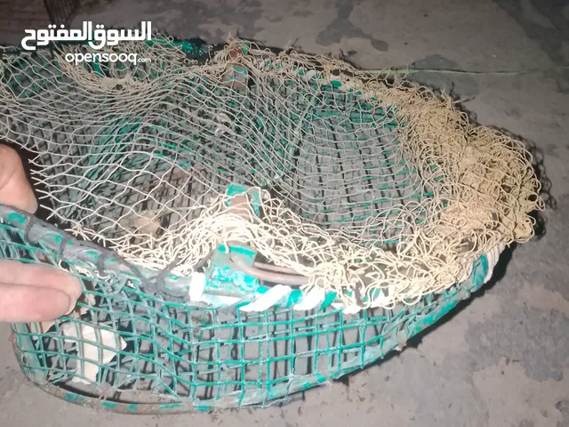 مصيدة جوارح وطيور متاح بومه مقزمه متاح صقر العوسق متاح زريقي