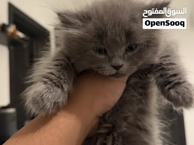 برتش لونق هير بيور هادئ جدا و لعوبب