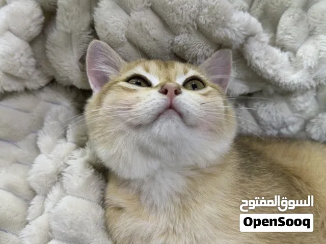 قطه سكوتش كولد
