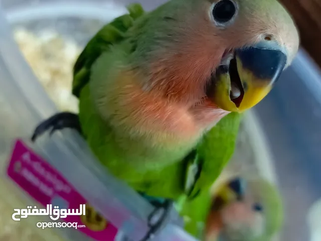 للبيع فرخ ببغاء غندورة مميز! فرخ صغير بصحة ممتازة، أليف وهادي، مناسب للتدريب والترويض.