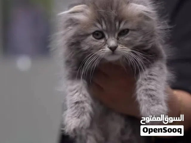قطتك من عنا لطفلك لقضاء العطله الصيفيه بسعاده...من بت زون