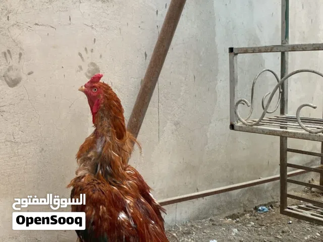 ديك باكستاني للبيع