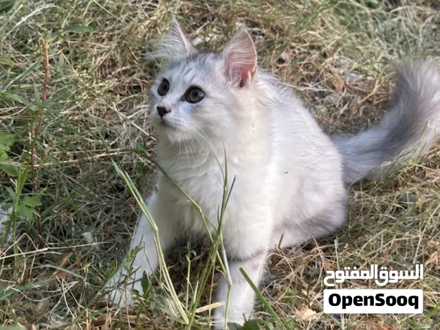 قطط شيرازيه