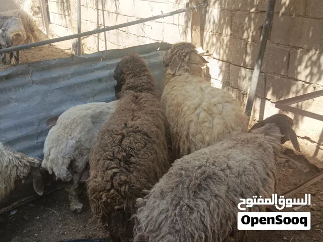 نعاج أضاحي توب