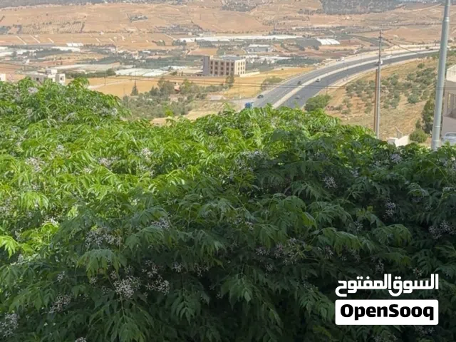 ابو نصير الوسيه