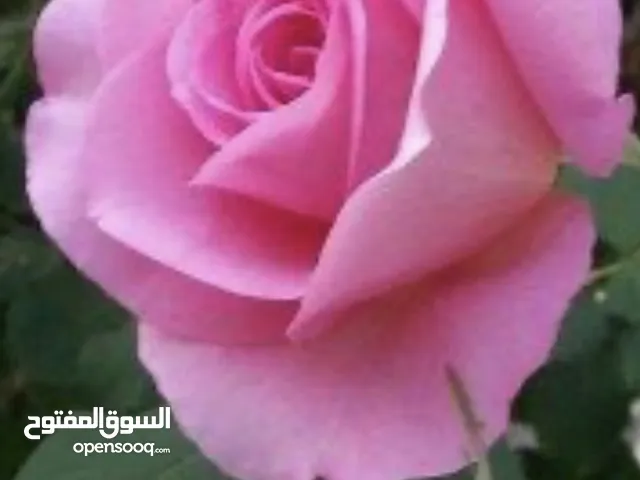 ابلة لغة انجليزية