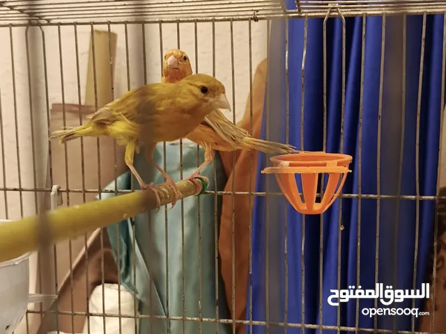 جوز كنار بناديق بصلي