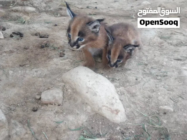 قطط بريه او مايسمي بالوشق.