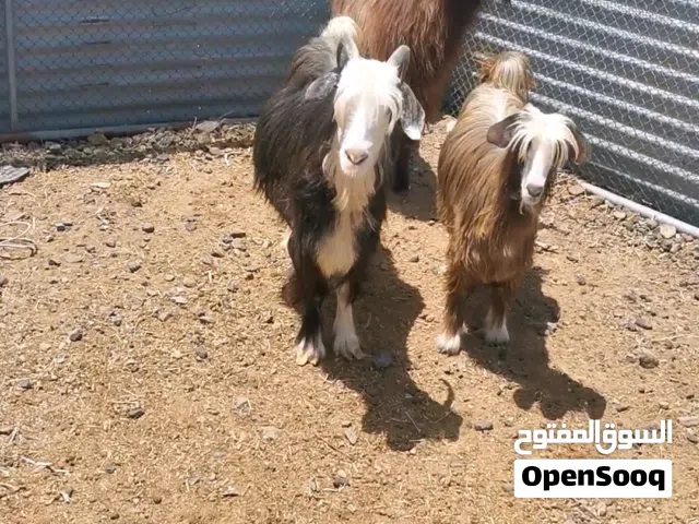للبيع رموج 2 جباليات وحده من حلال السعيدي