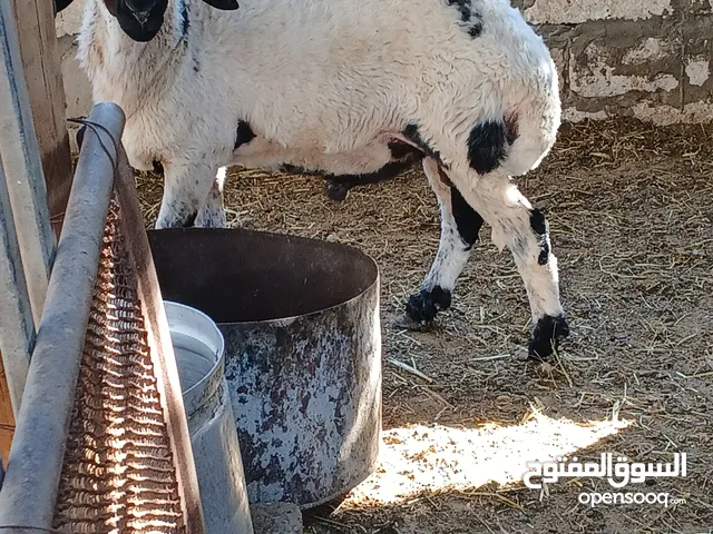 غنم وطني البيع
