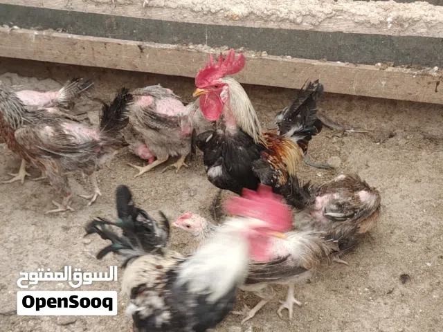 ديجين شوكي قيم واخذ
