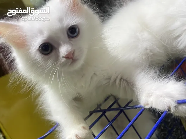 أجمل قطط هيمالايا وشيرازي ومون فيس للبيع بأسعار حلوة ونضافة وشقاوة تفتح النفس وقلوب الناس
