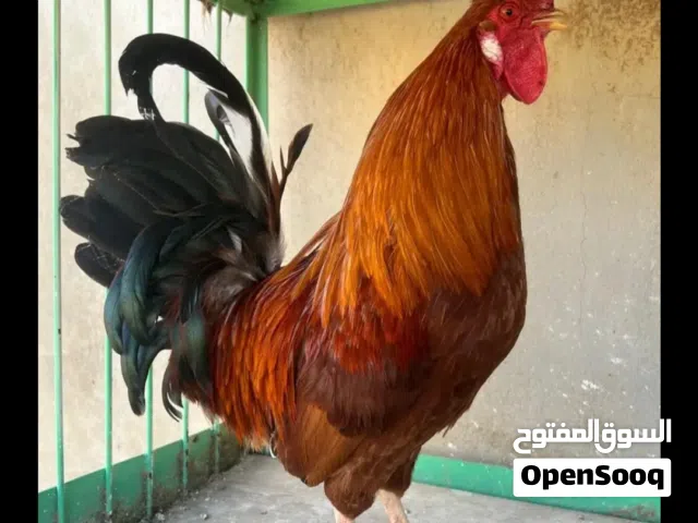 ديوك بلدي نخب اول عمر صغير