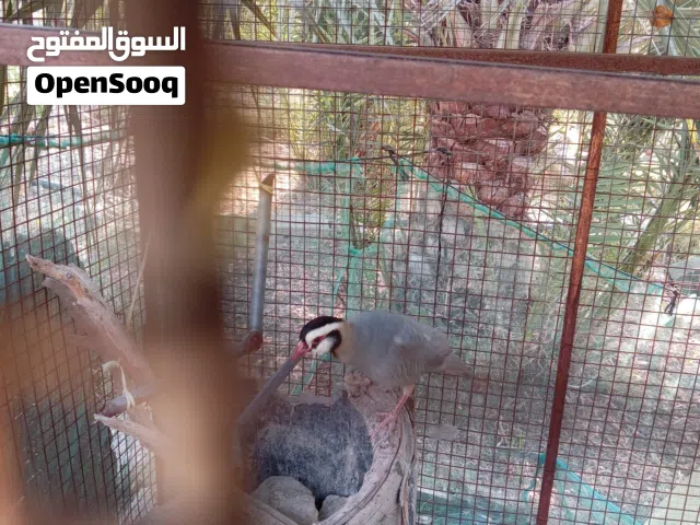 للبيع ذكر شنا عمانيات