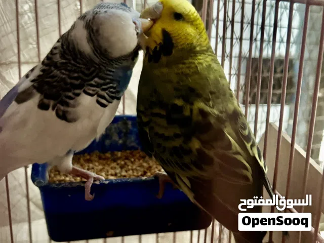 English Budgies breeding pair