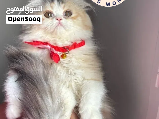 انثى هاف بيكي بيور العمر شهرين