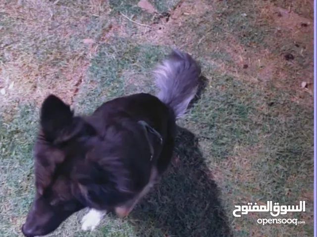 نثية جيرمن مني