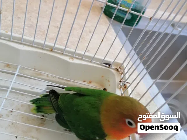 طيور زينة للبيع