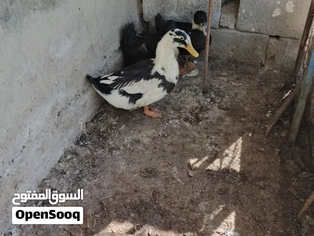 بشوش للبيع اقره الوصف